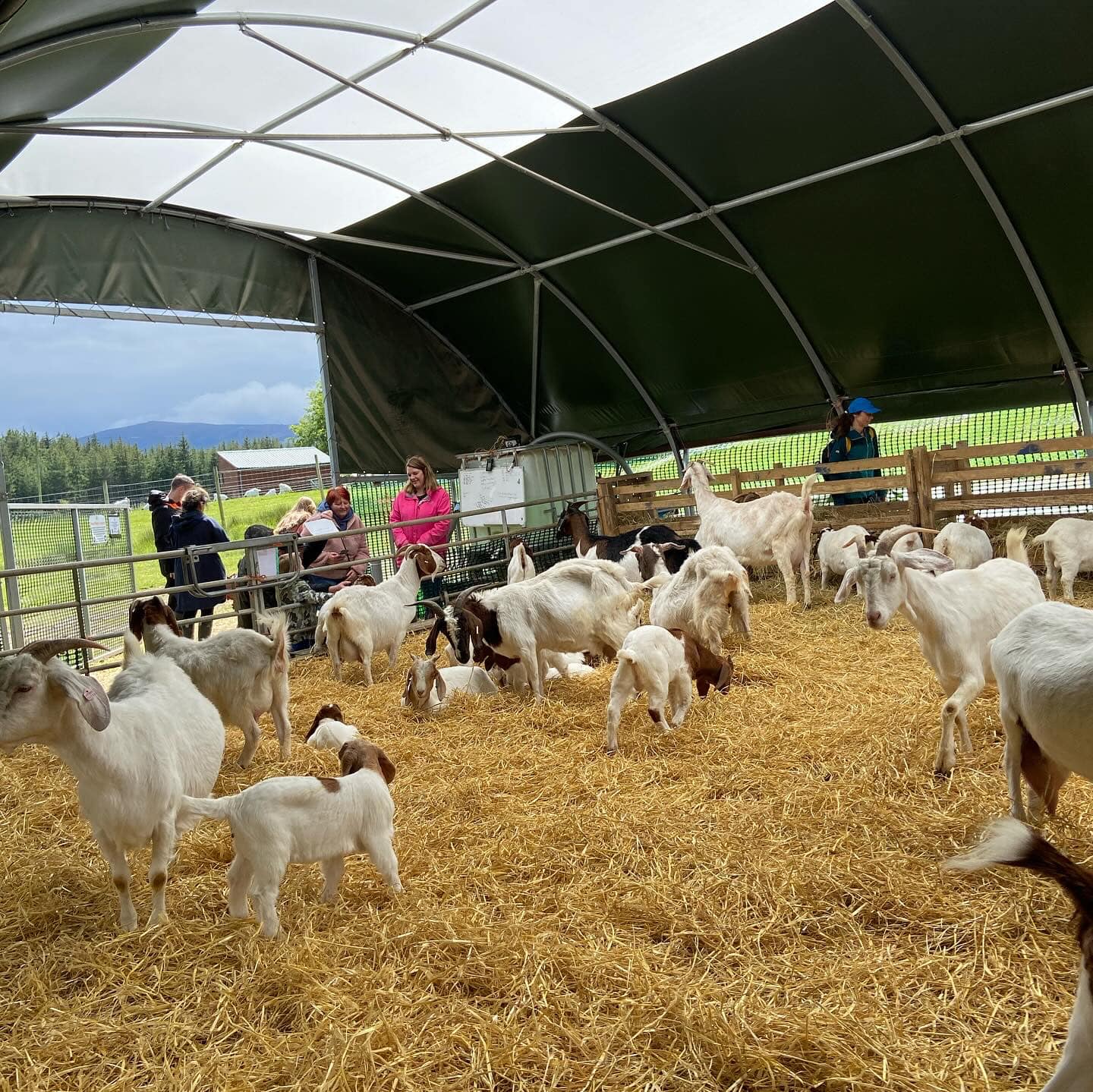 A group of people on a farm tour standing in a Polytunnel pen filled with goats.