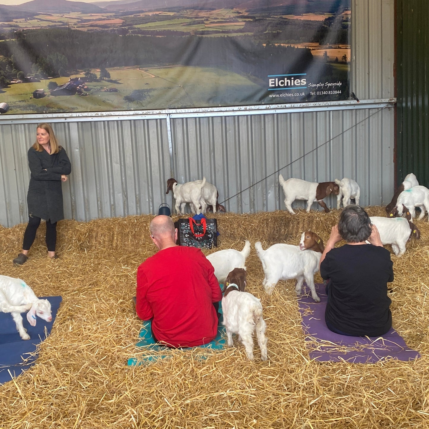 A group of people practicing yoga in a goat pen surrounded by goat kids.