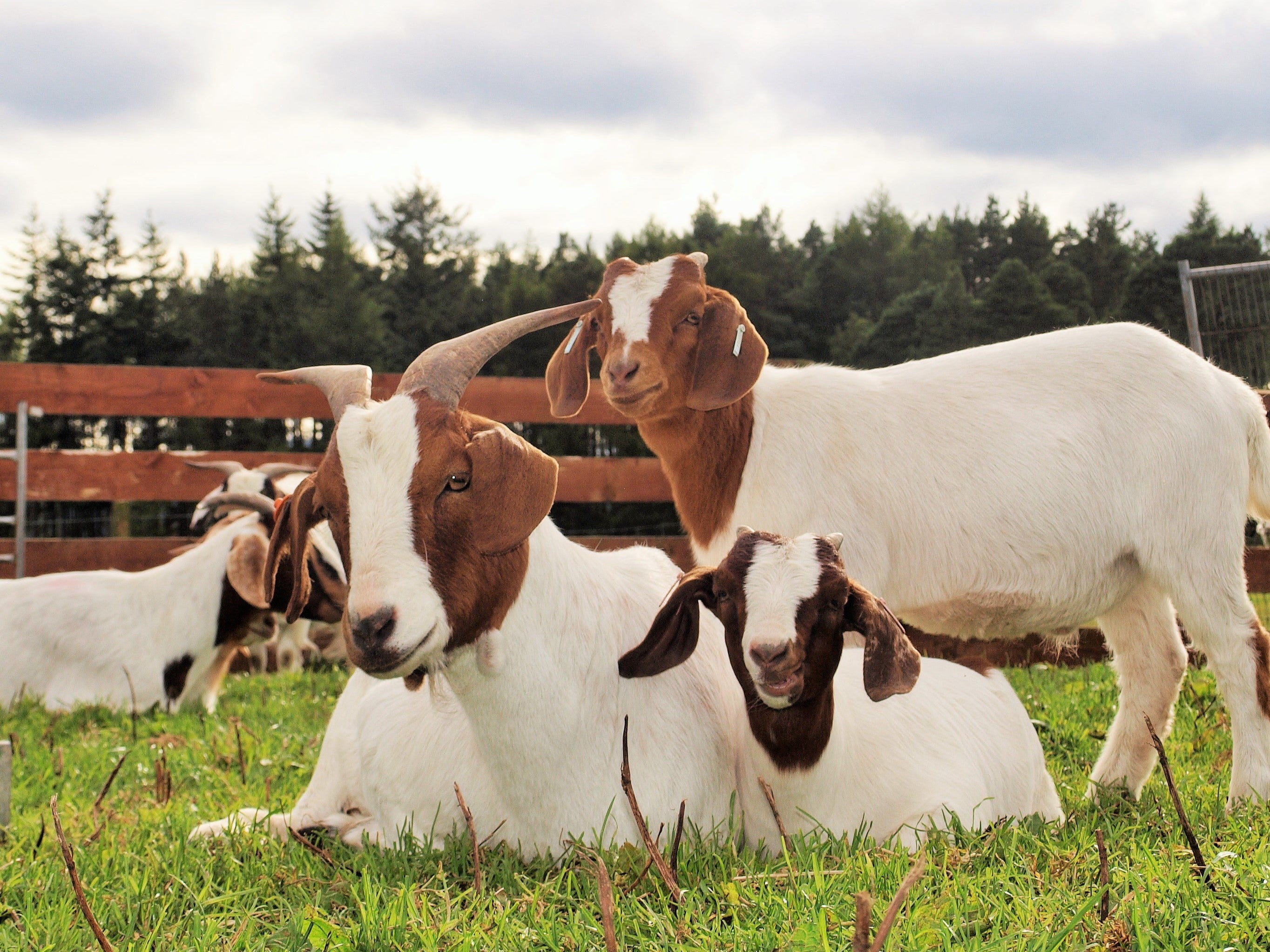 Close-up of some goats in a field