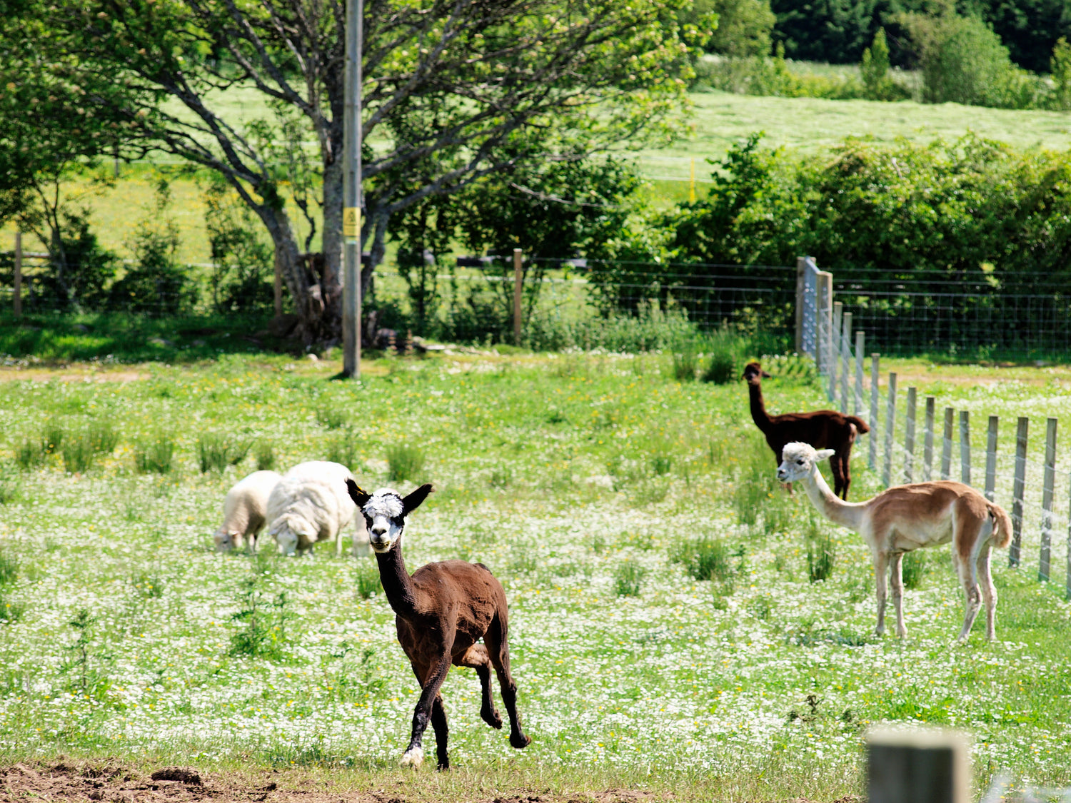 Alpaca running towards camera 