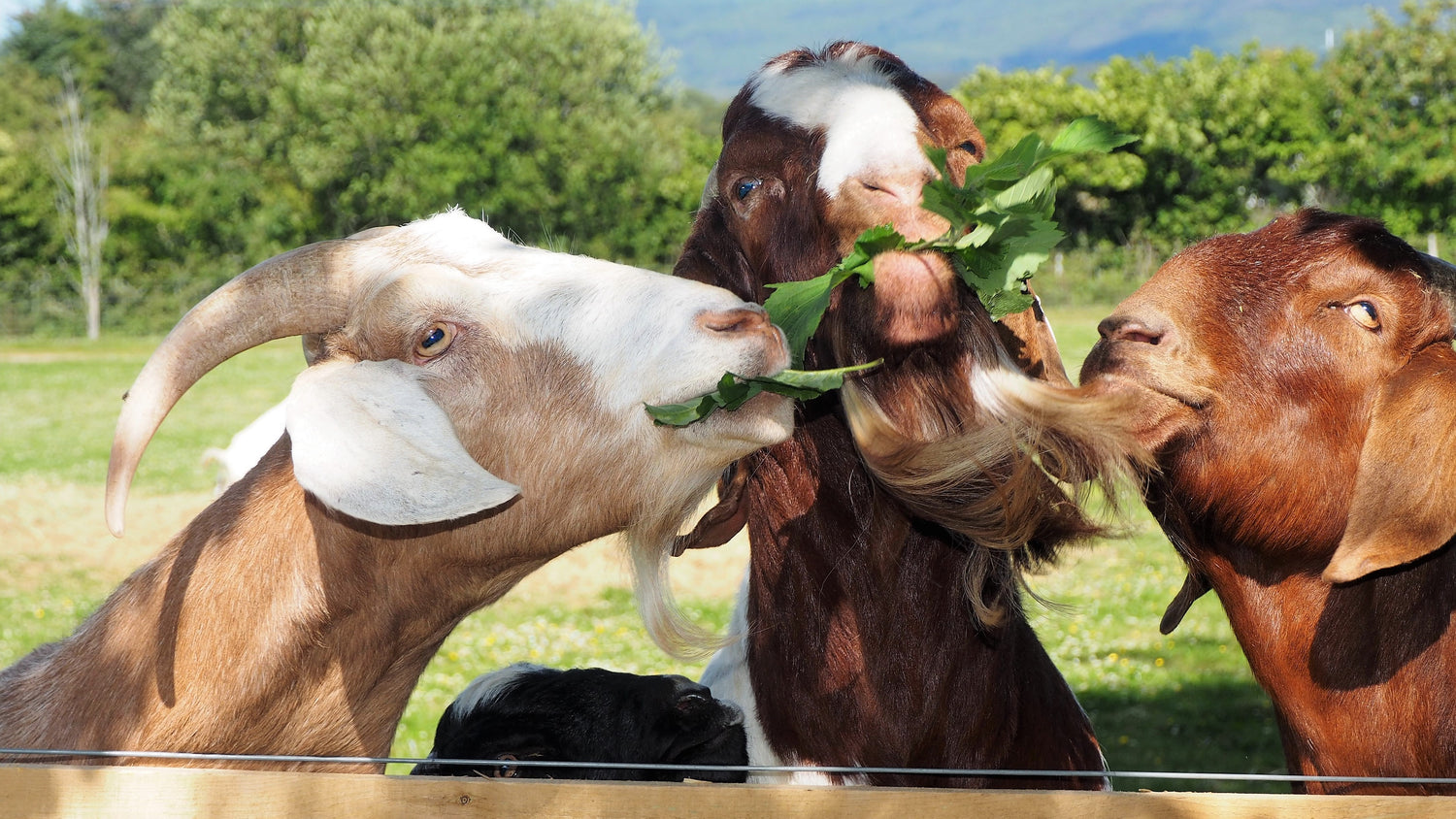 British Boer goats eating leaves. 