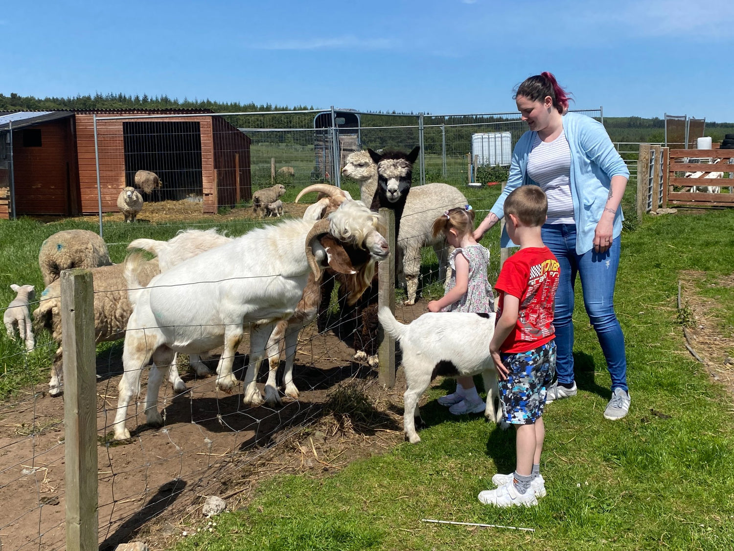 A family greeting goats and sheep on a farm tour.