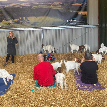 A group of people practicing yoga in a goat pen surrounded by goat kids.