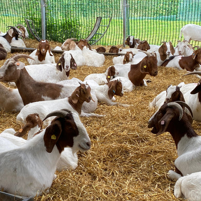 A herd of goats lying down in a pen.