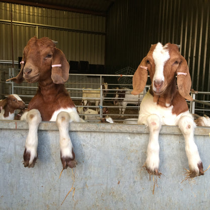 Two goats leaning over a fence, looking into the camera.