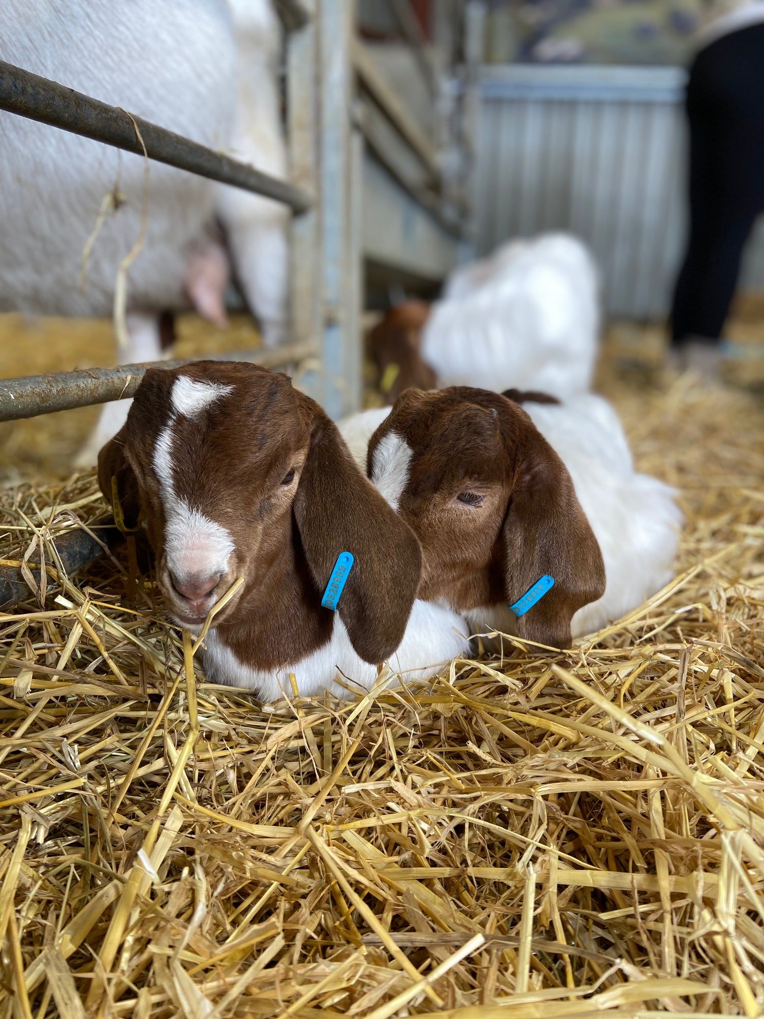 Two goats nestled in the hay.