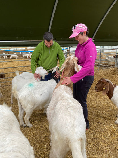 Two visitors petting a group of goats in a pen.