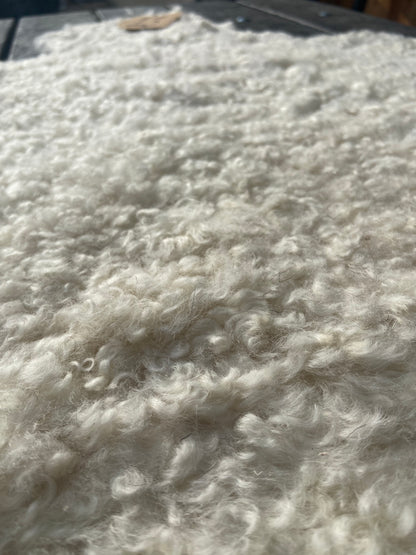 Close-up of Sheep Skin #13.