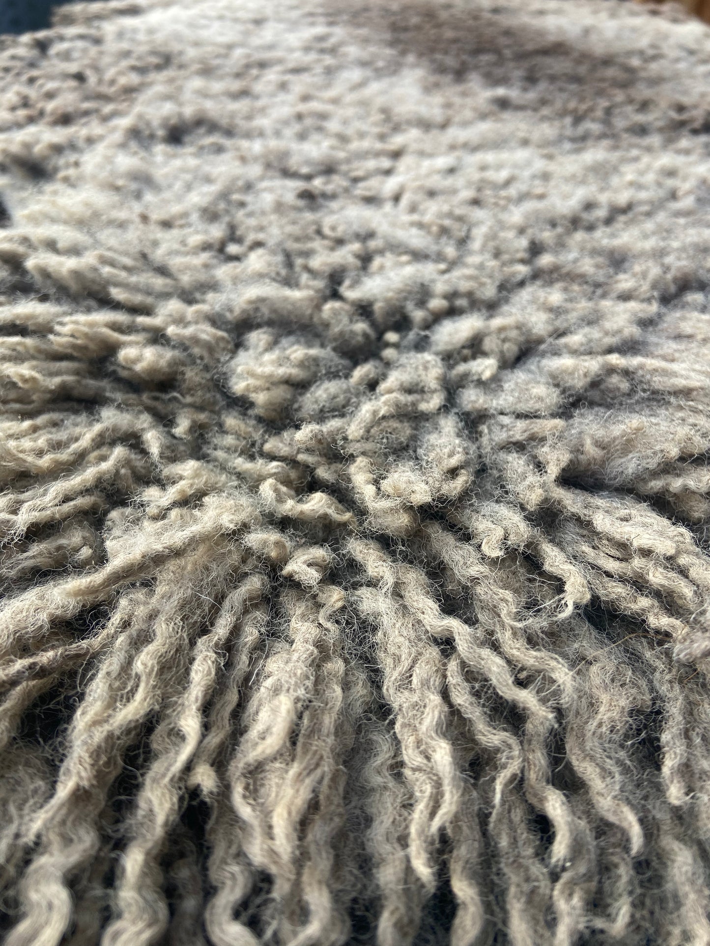 Sheep Pelt #14