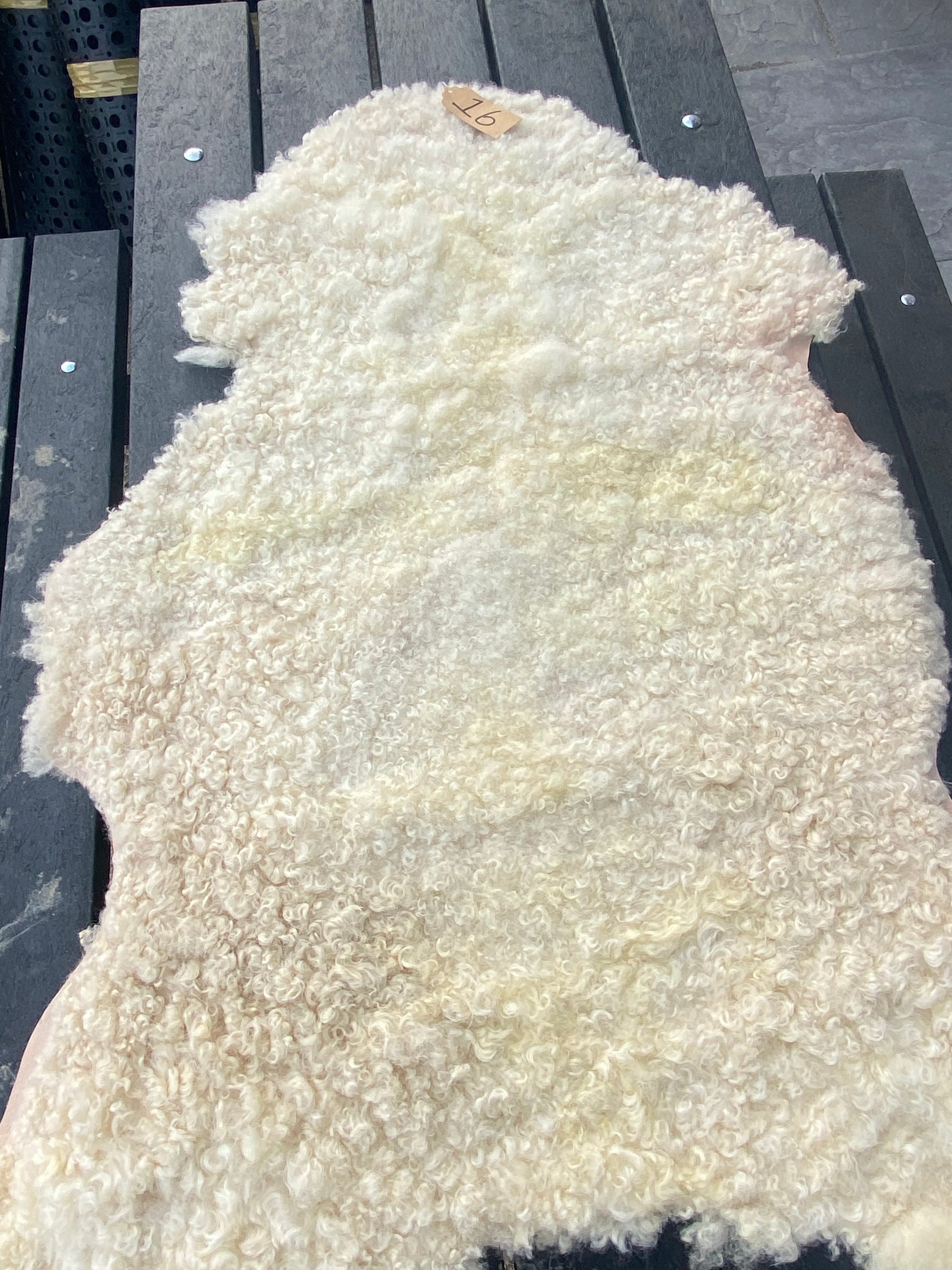 Sheep Skin #16.