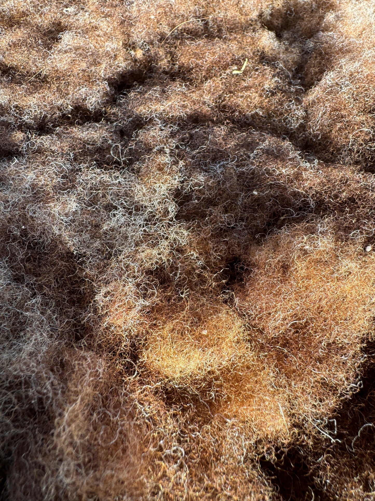 Close-Up of Sheep Skin #5