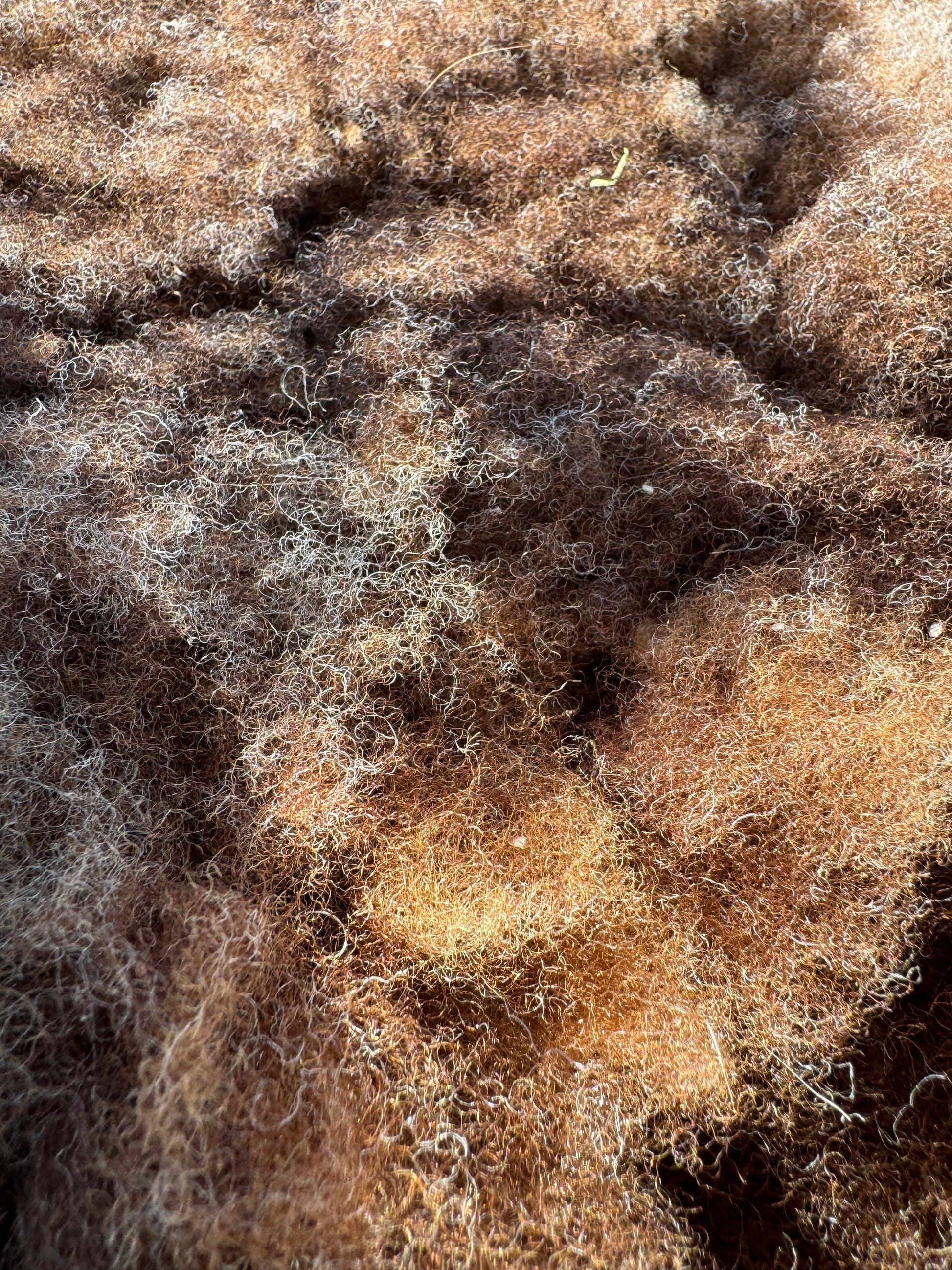 Close-Up of Sheep Skin #5