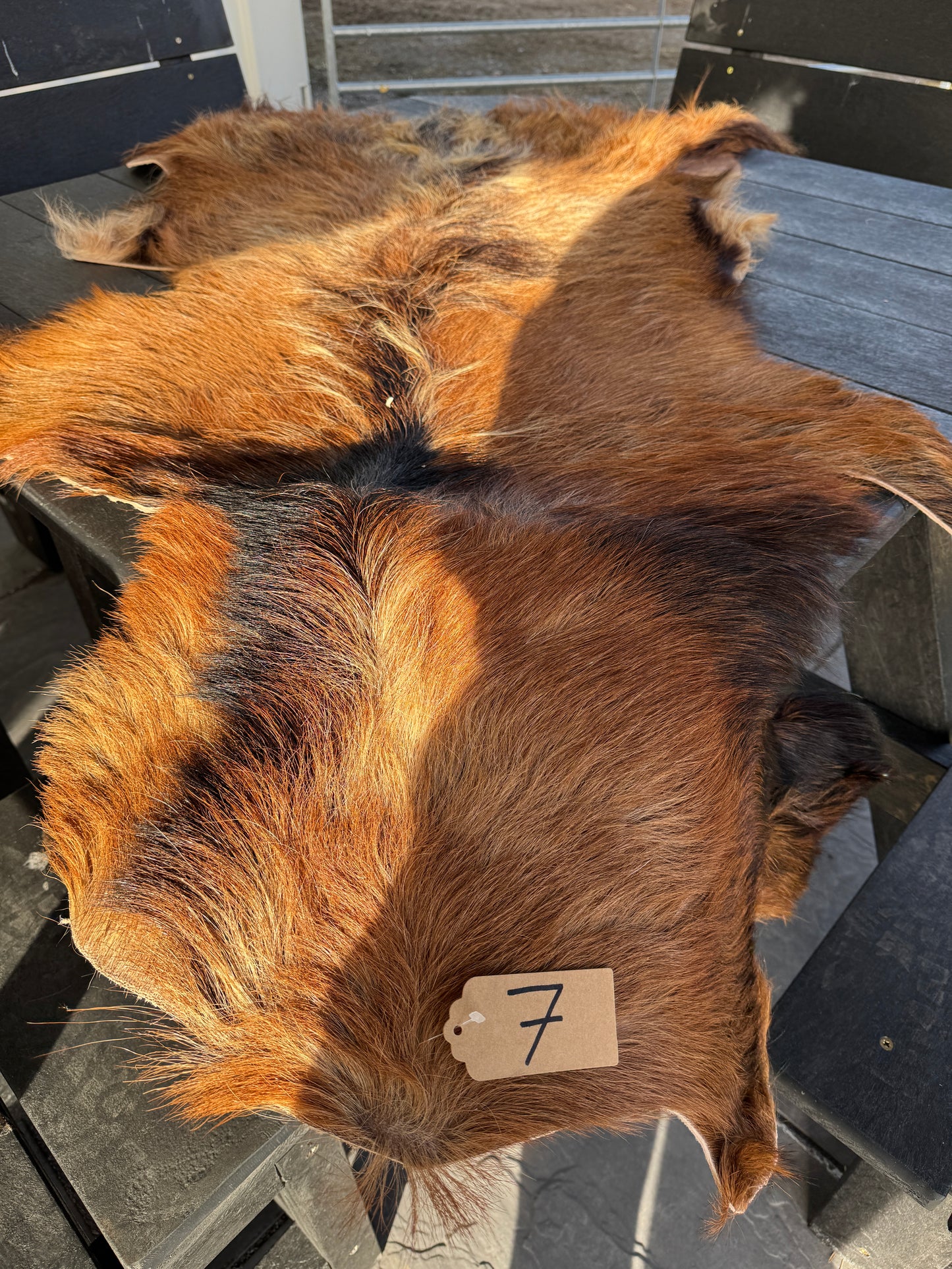 Goat Skin #7.