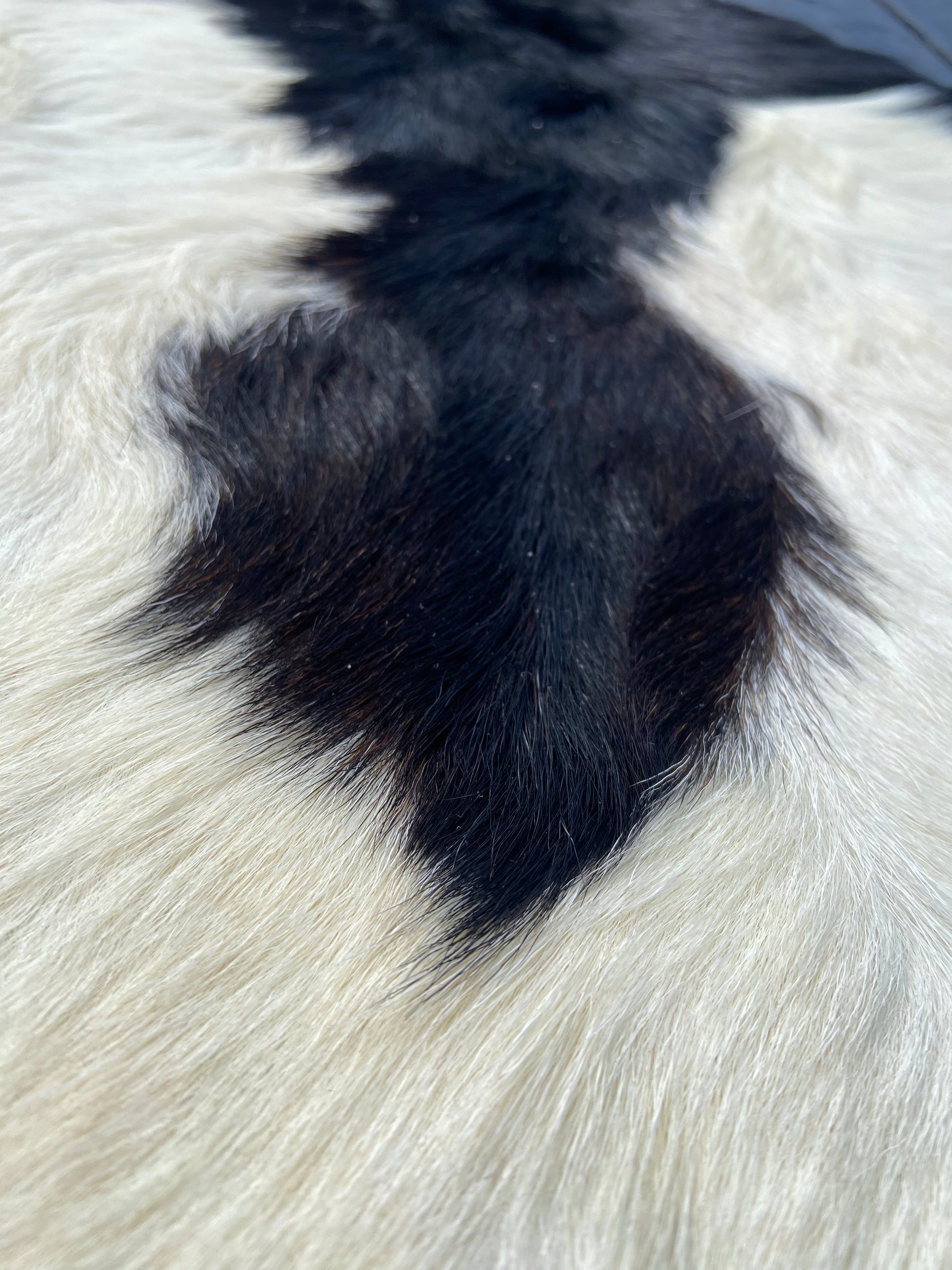 Close-Up of Goat Skin #8.