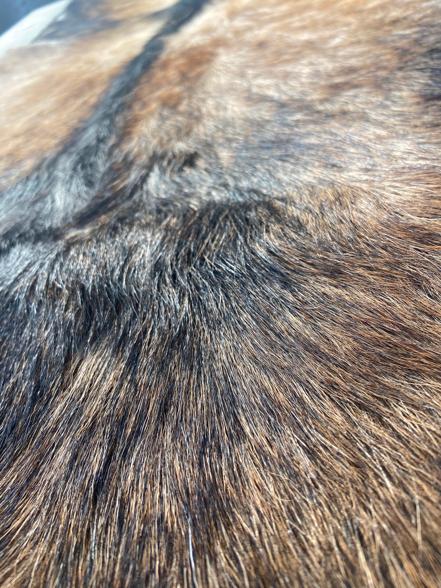 Close-up of Goat Skin #9.