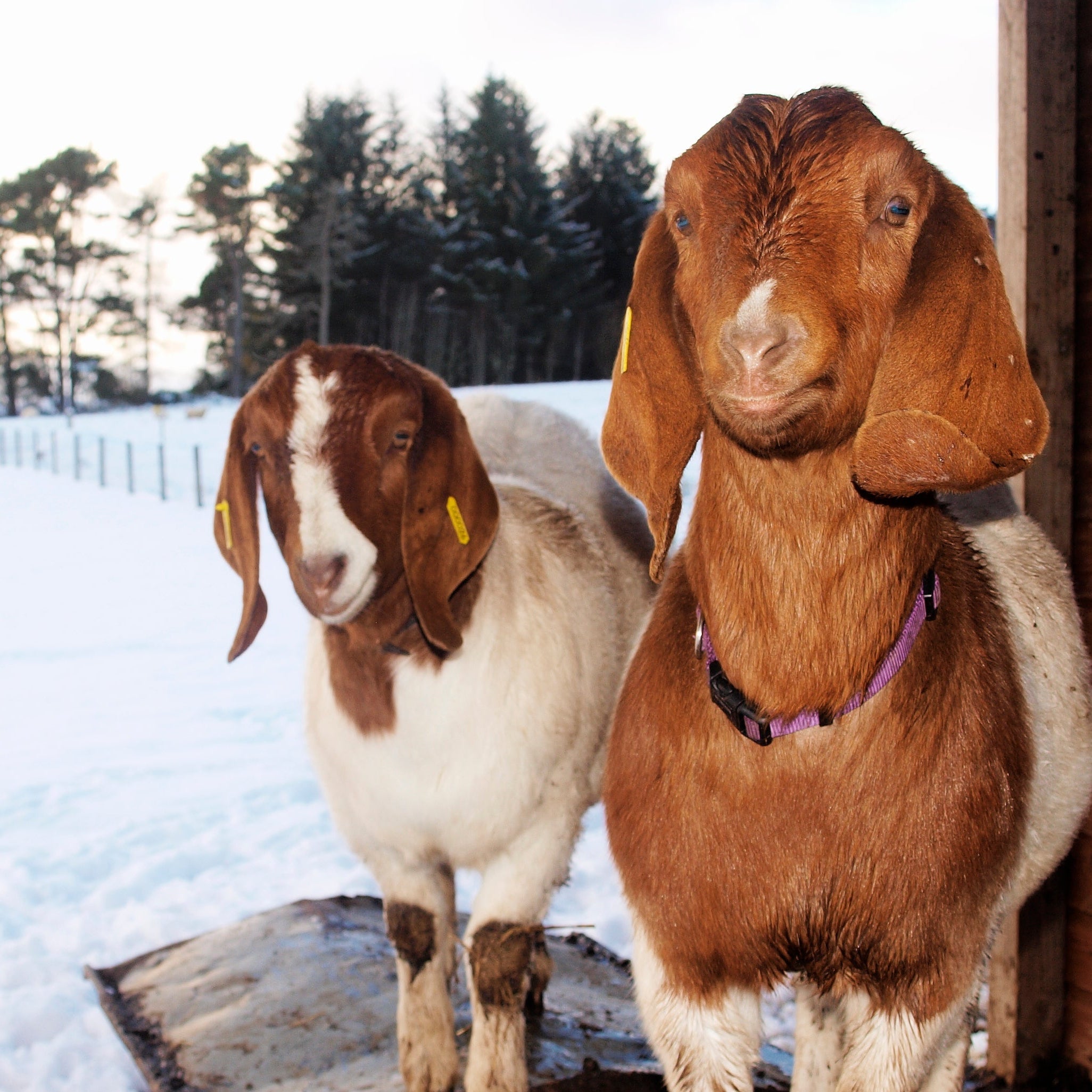 Two goats standing by a shed in the snow.