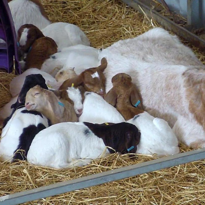 Goat kids lying with their mum in a pen. 