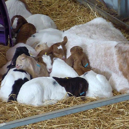 Goat kids lying with their mum in a pen. 