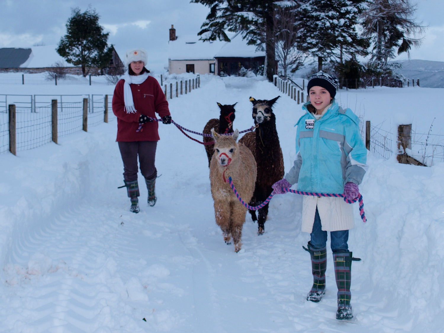 Two girls leading three alpacas down a snowy track on Elchies Farm.