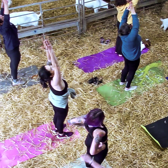 Women practicing yoga surrounded by goats.