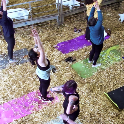 Women practicing yoga surrounded by goats.