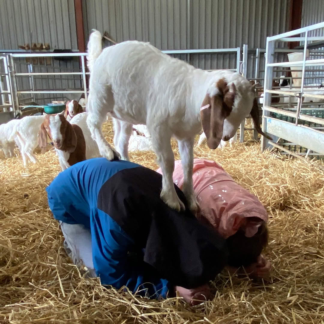 Two people practicing yoga in a goat pen with a goat kid standing on their back.