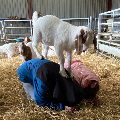 Two people practicing yoga in a goat pen with a goat kid standing on their back.