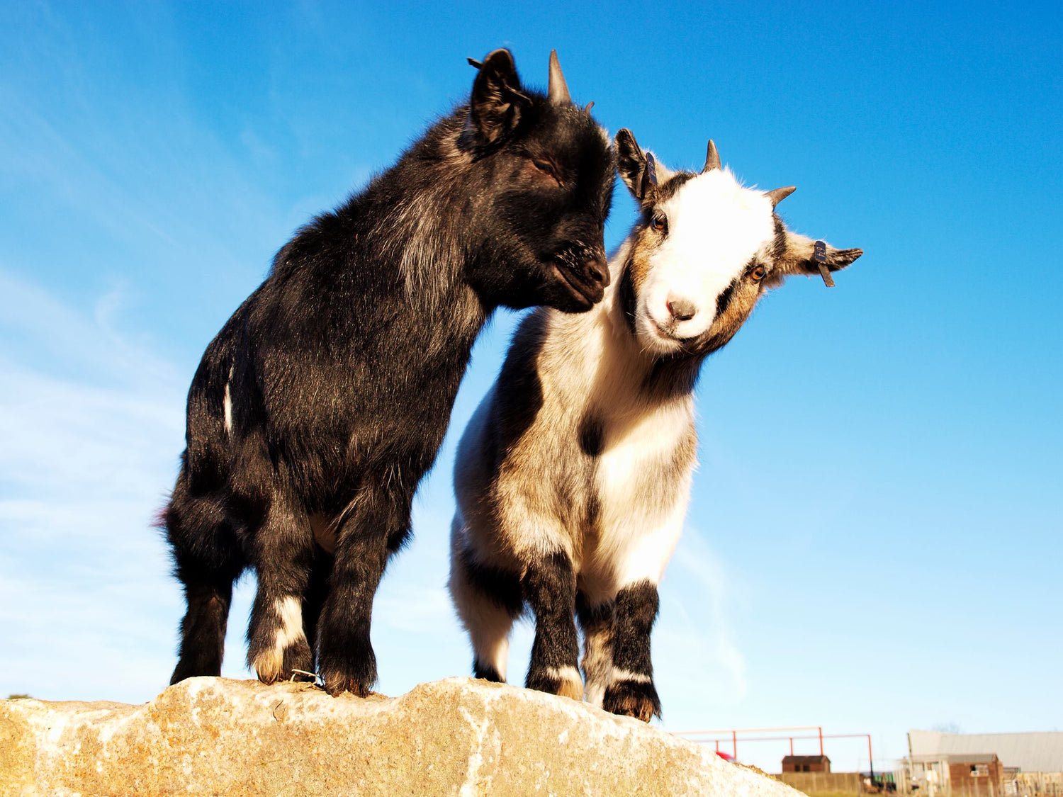 First Pygmy Goats Arrive on the Farm.